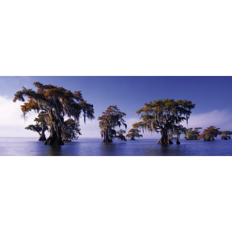 Bald Cypresses, Heye puzzel 1000 stukjes