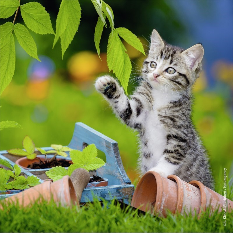 Jonge katjes 3x49 stukjes Ravensburger