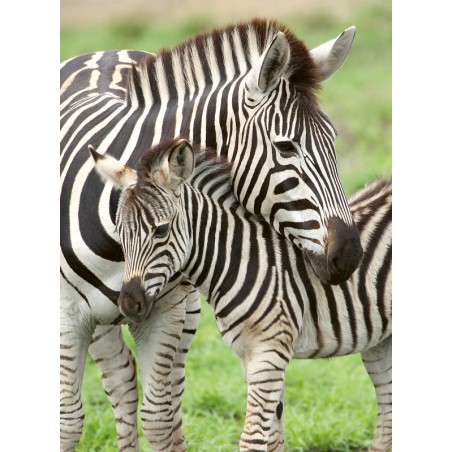 Zebra liefde 300 XL stukjes Ravensburger