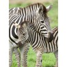 Zebra liefde 300 XL stukjes Ravensburger Zebra liefde 300 XL stukjes Ravensburger