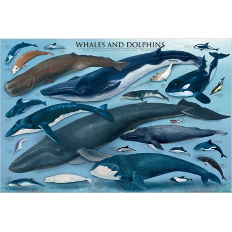 Whales & Dolphins, Eurographics 1000stukjes