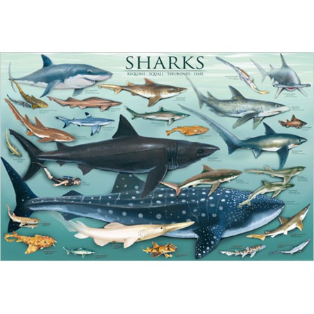 Sharks, Eurographics 1000stukjes