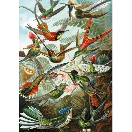 Hummingbirds - Ernst Haeckel , Piatnik 1000stukjes