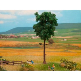 Pijnboom, Noch, 21914