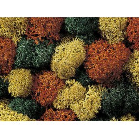 Decoratief mos in de herfst, Noch, 08620