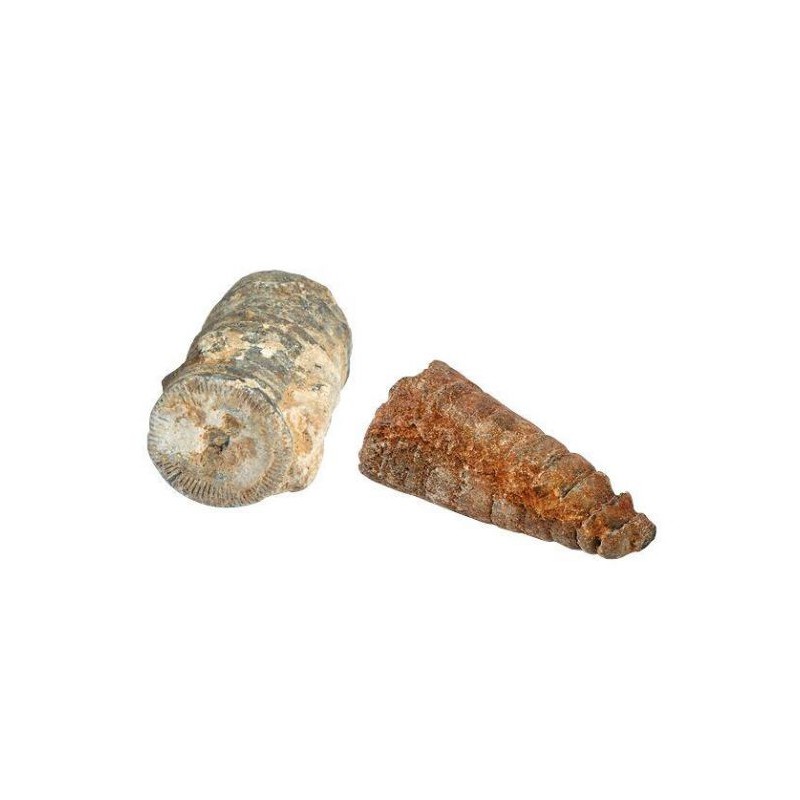 Moses - Expeditie natuur mini uithakset 6 assorti