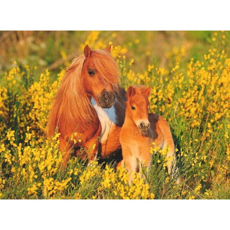 Shetland pony's, 100 stukjes Ravensburger