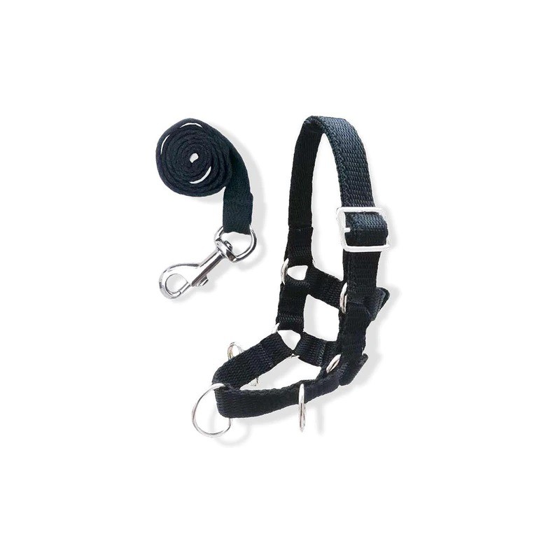 Crafty Ponies - Longeer set