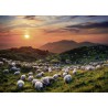 Sheep Volcanoes Heye puzzel 1000 stukjes
