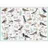 Seabirds 500 stukjes Otter House puzzel