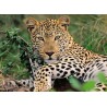Luipaard 100 stukjes puzzel Ravensburger Luipaard 100 stukjes puzzel Ravensburger