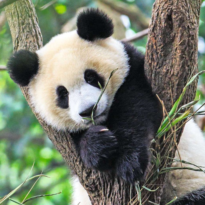 Panda, tijger en leeuw 49 stukjes puzzel ravensburger