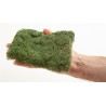 struik-gewas-middelgroen-noch-07310 struik-gewas-middelgroen-noch-07310