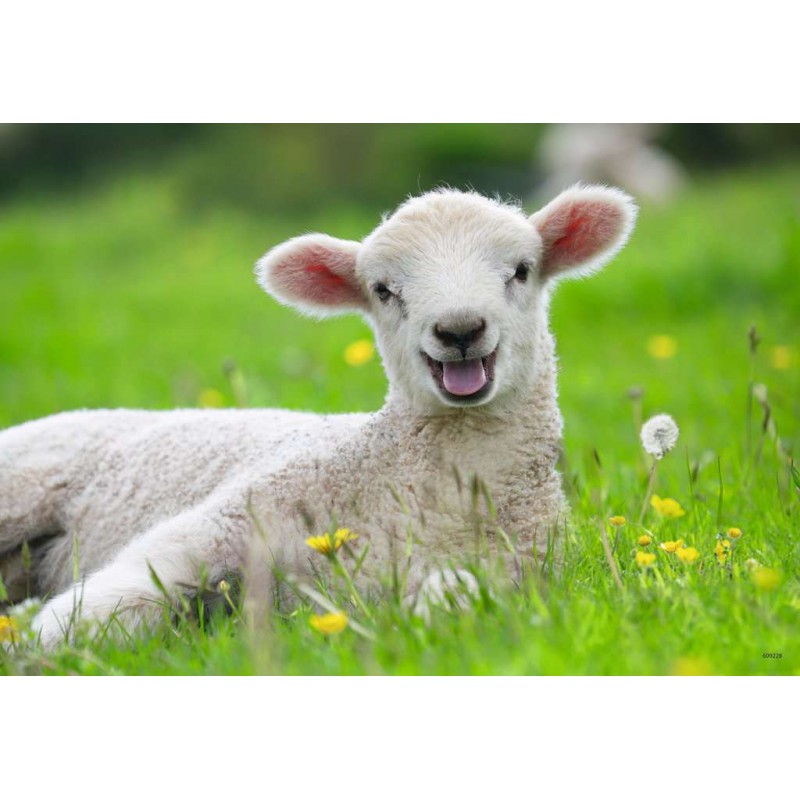 Ravensburger  2x12 kinderpuzzel stukjes Boerderijdieren