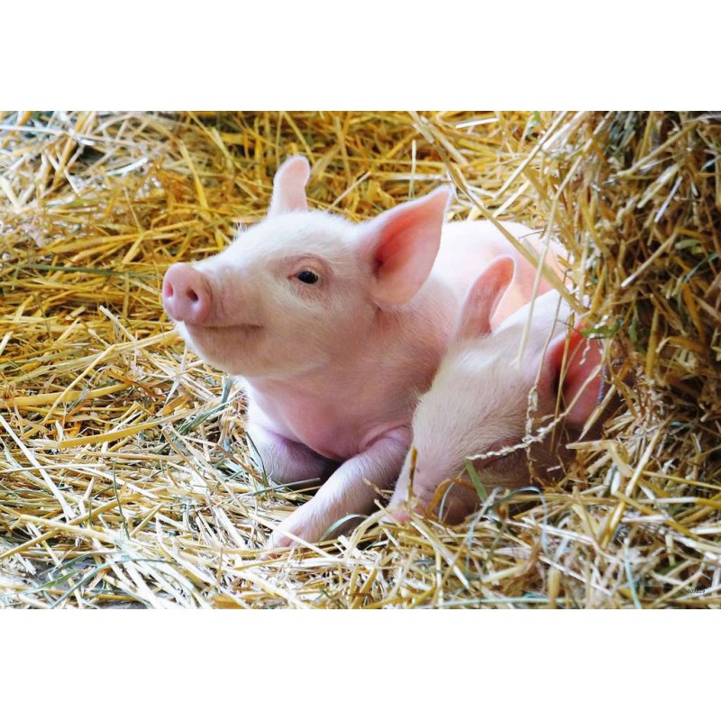 Ravensburger  2x12 kinderpuzzel stukjes Boerderijdieren