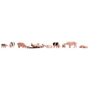 Varkens, N Noch, 36712