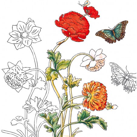 Fridolin, Coloring Art - Maria Sibylla Merian