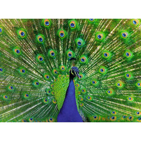 Peacock 500 stukjes puzzel  Ravensburger