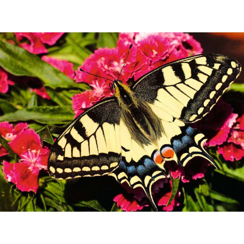 Butterfly, 500 stukjes Ravensburger 500 stukjes puzzel  Ravensburger