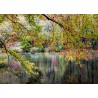 Branches On the Edge of the River 1000 stukjes Alipson puzzel