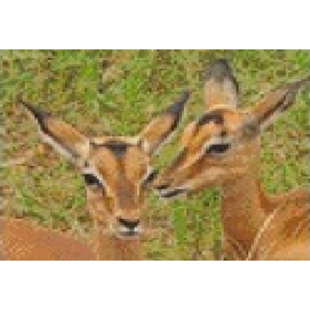 Pixel hobby, Zwart-Wit patroon voor 4 basisplaten - Tweeling Impala Pixel hobby, Zwart-Wit patroon voor 4 basisplaten - Tweeling Impala