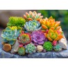 Succulents Enjoy Puzzle 1000stukjes Afm. 48x68cm Succulents Enjoy Puzzle 1000stukjes Afm. 48x68cm