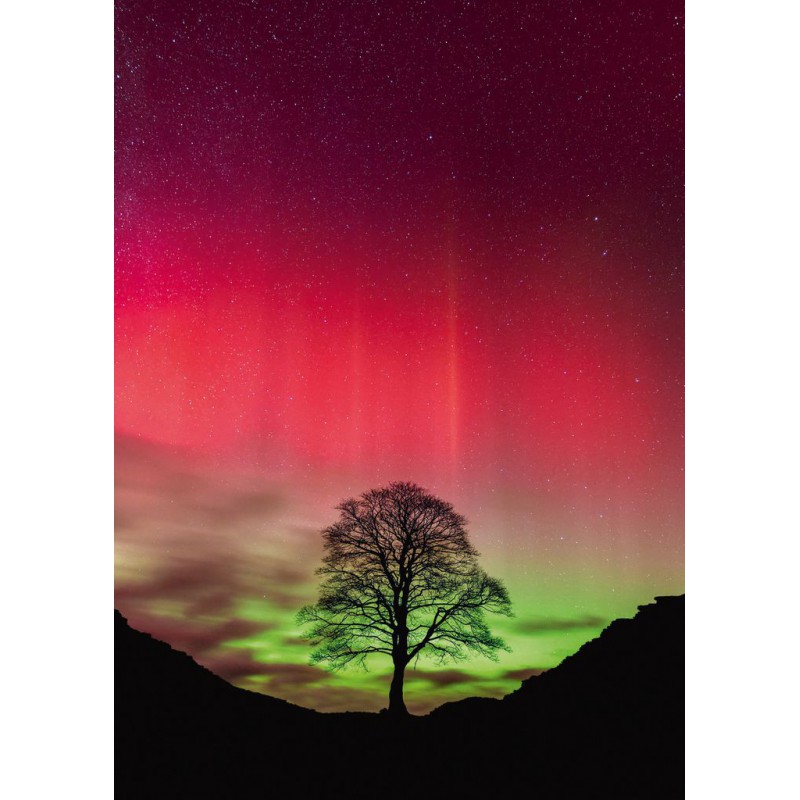 Sycamore Gap Heye Puzzel 1000stukjes