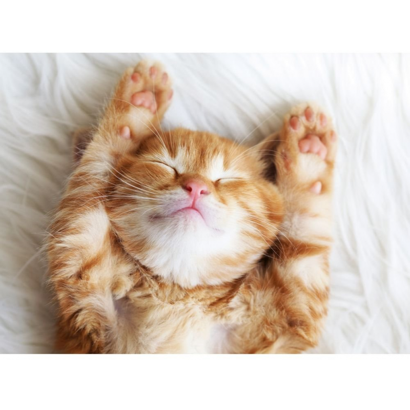 Little dreamer 500 stukjes Ravensburger