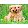 The Golden Retriever brothers 500 stukjes Ravensburger