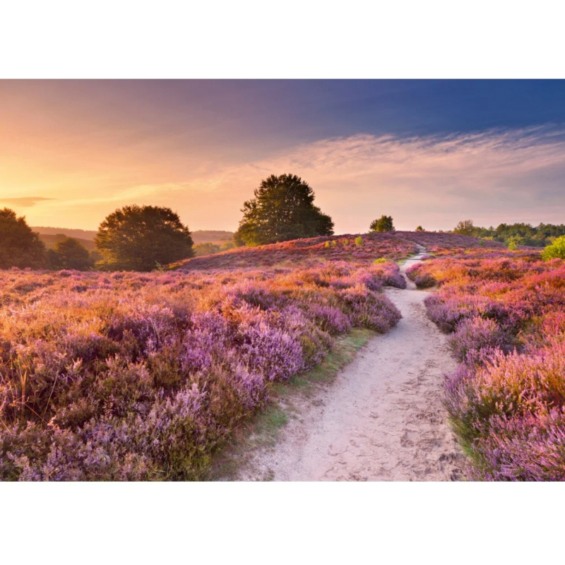 1000stukjes puzzel Ravensburger Pink Pathway