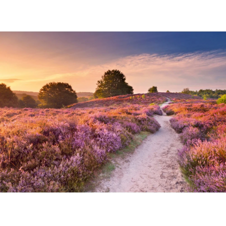 1000stukjes puzzel Ravensburger Pink Pathway