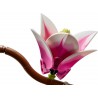 LEGO BOTANICALS - 11510 Magnolia takken