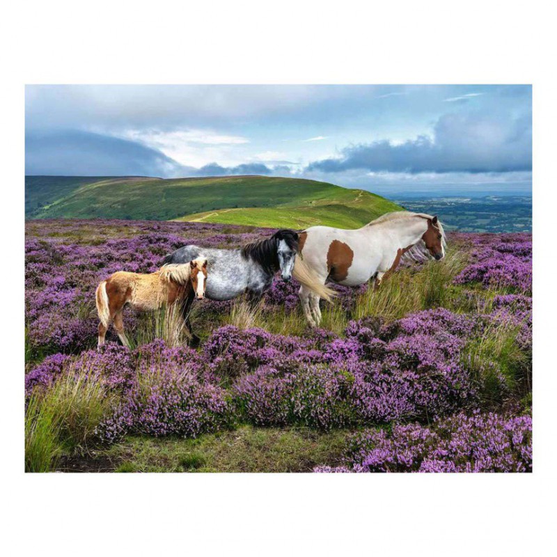 Wild horses in the heather, ravensburger 2000stukjes