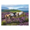 Wild horses in the heather, ravensburger 2000stukjes