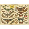 Puzzle Vintage nature No.1, 2000 stukjes Interdruk