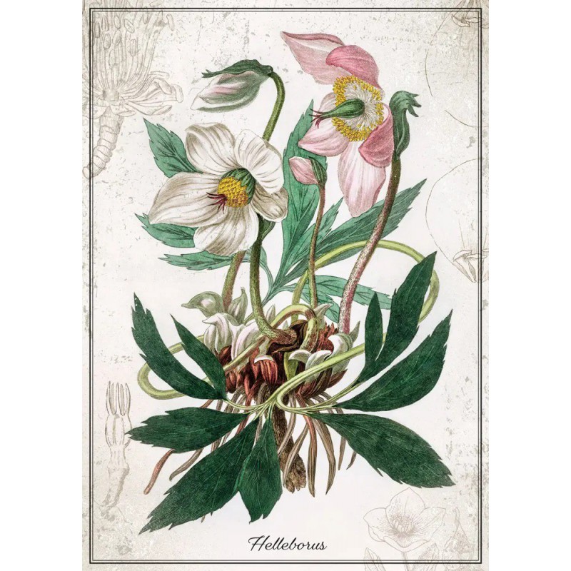 Puzzle Botanic Helleborus 1000 stukjes Interdruk