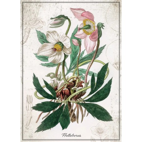 Puzzle Botanic Helleborus 1000 stukjes Interdruk