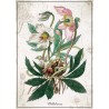 Puzzle Botanic Helleborus 1000 stukjes Interdruk