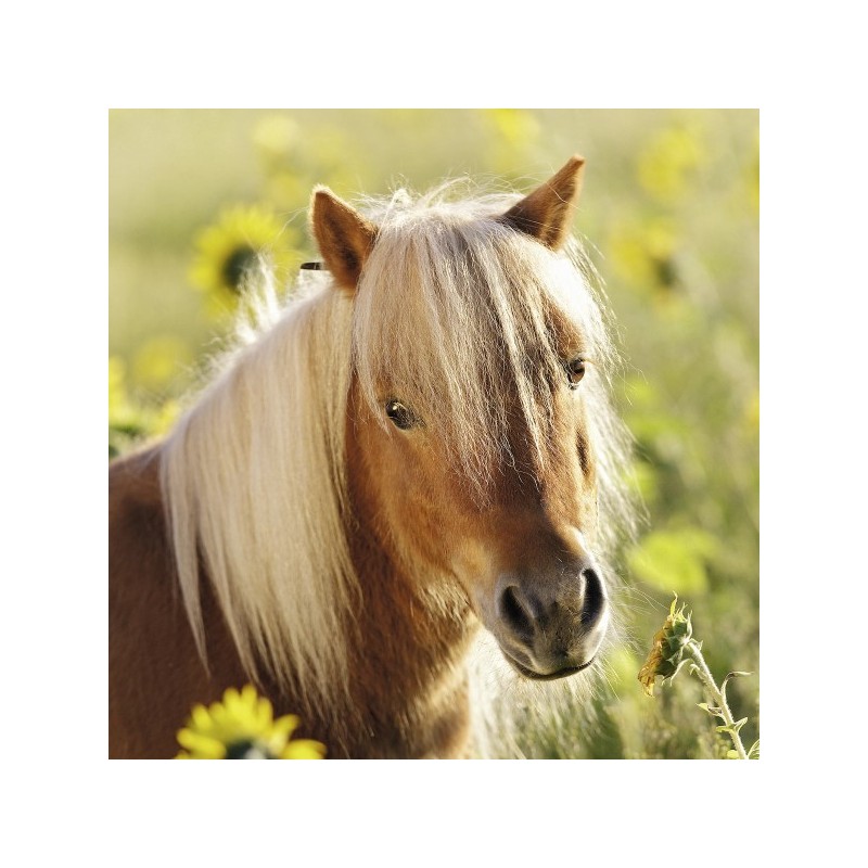 schattige pony's 3x 49 stukjes Ravensburger