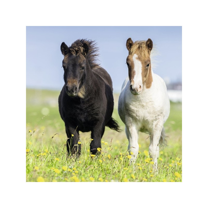 schattige pony's 3x 49 stukjes Ravensburger